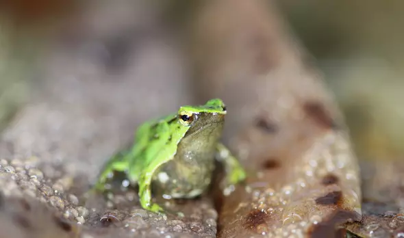 Reptiles and Amphibians | ZSL